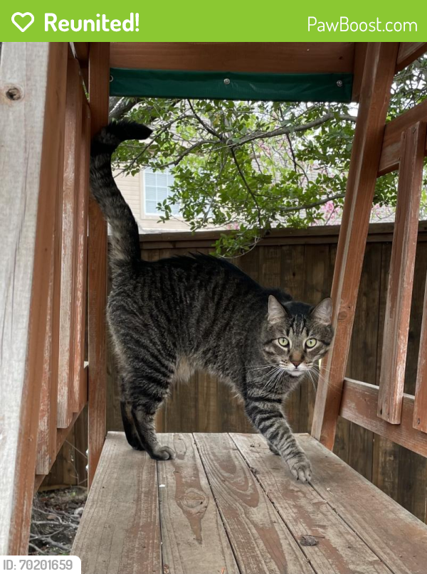 Reunited Male Cat last seen Virginia and lake forest , McKinney, TX 75071