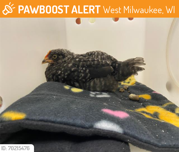 Shelter Stray Female Bird last seen S SHEA AVE AND W NATIONAL, West Milwaukee, WI 53215