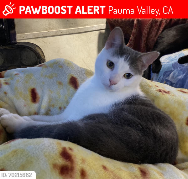 Lost Male Cat last seen Highway 76, Pauma Valley, CA 92061