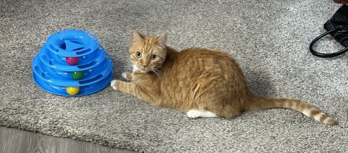 Lost Male Cat last seen Ranchwood & Vickie Dr, Yukon, OK 73099