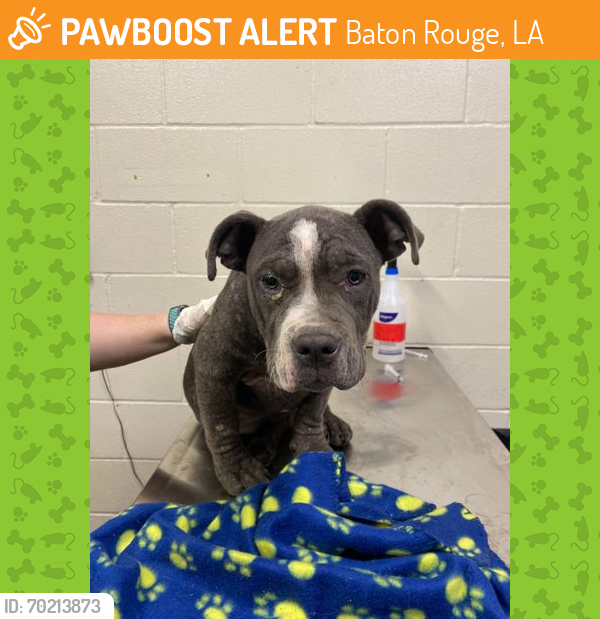 Shelter Stray Female Dog last seen Near LOTUS, 70812, LA, Baton Rouge, LA 70820