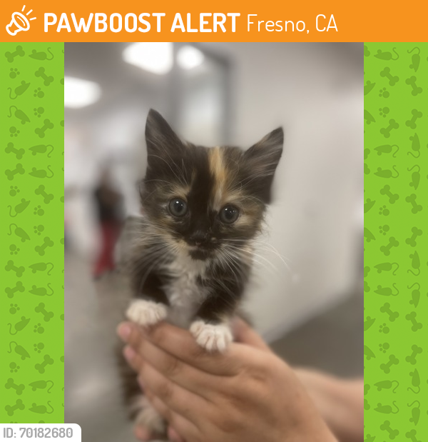 Shelter Stray Female Cat last seen W Clinton Ave & N Marks Ave, Fresno Zone Fresno CO 2 93705, CA, Fresno, CA 93706
