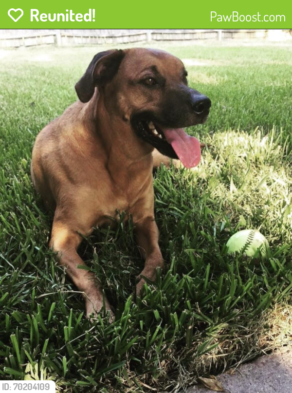 Reunited Male Dog last seen Meadowhill Dr, Spring, TX 77388