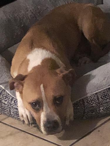 Lost Male Dog last seen Ridgevan Drive, Houston, TX 77053
