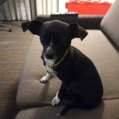 Lost Female Dog last seen Russell & Jefferson Ave, St. Louis, MO 63118
