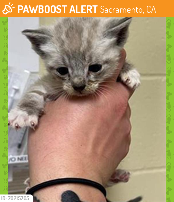 Shelter Stray Male Cat last seen ALTOS AVE & LEITCH AVE, Sacramento, CA 95818