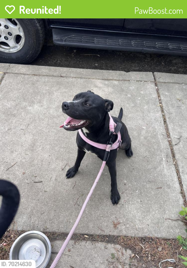 Reunited Female Dog last seen East 10th St & N Rural St, Indianapolis, IN 46201