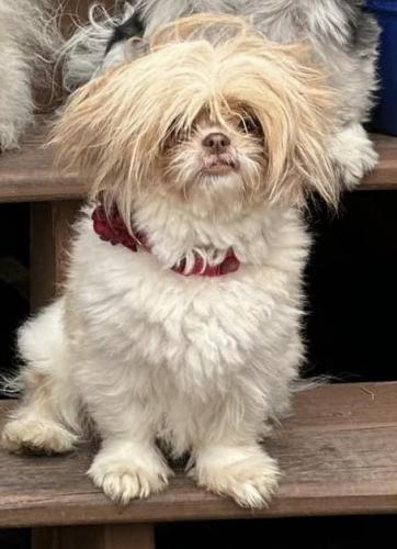 Lost Female Dog last seen 63st and lorel ave, Chicago, IL 60638