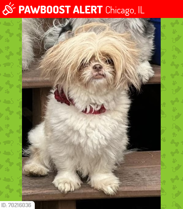 Lost Female Dog last seen 63st and lorel ave, Chicago, IL 60638