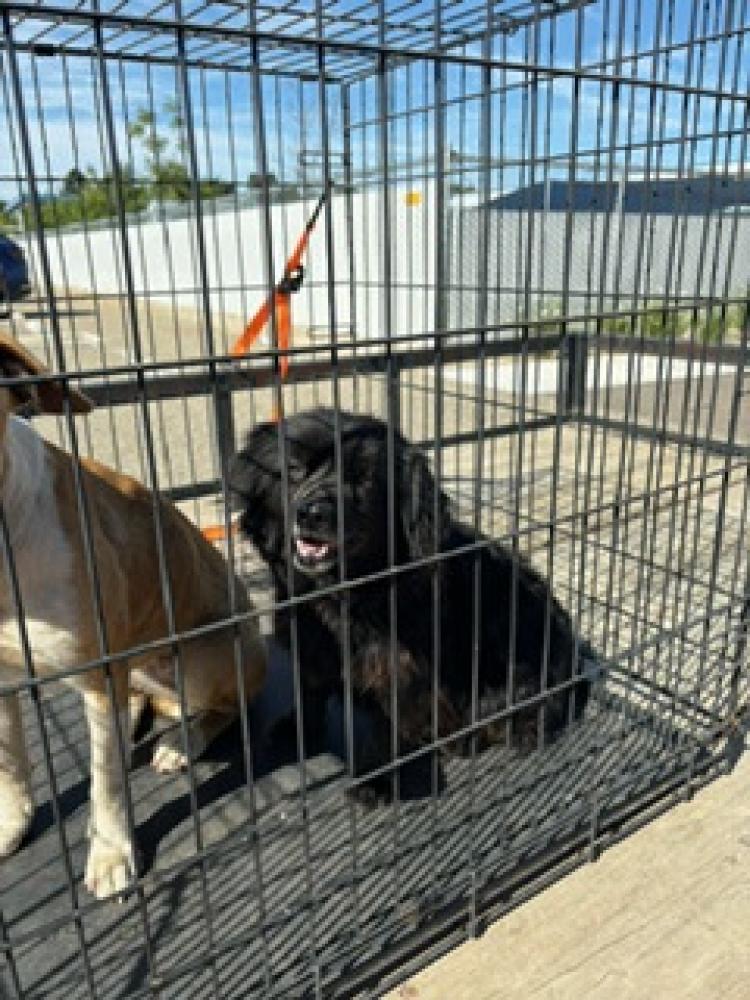 Shelter Stray Male Dog last seen E. Parlier & S. Villa, Selma Zone Fresno CO 3 93662, CA, Fresno, CA 93706