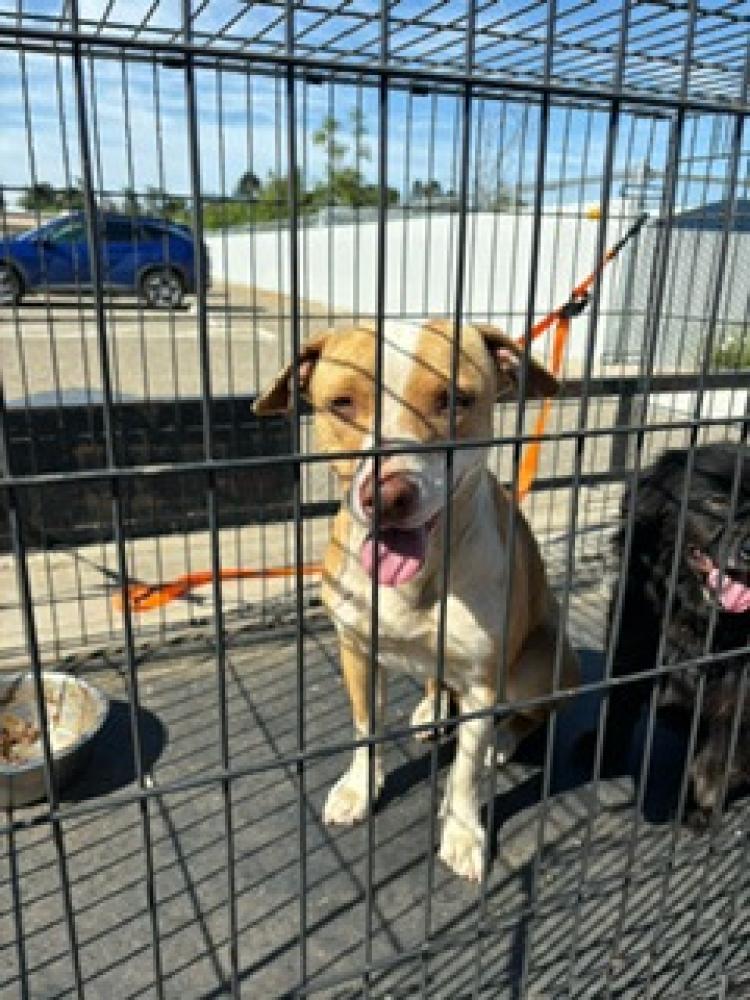 Shelter Stray Female Dog last seen E. Parlier & S. Villa, Selma Zone Fresno CO 3 93662, CA, Fresno, CA 93706