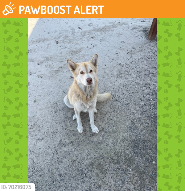 Shelter Stray Unknown Dog last seen E. Parlier & S. Villa, Selma Zone Fresno CO 3 93662, CA, Fresno, CA 93706
