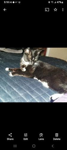 Lost Female Cat last seen Golden Ln and 48th ave, Glendale, AZ 85302