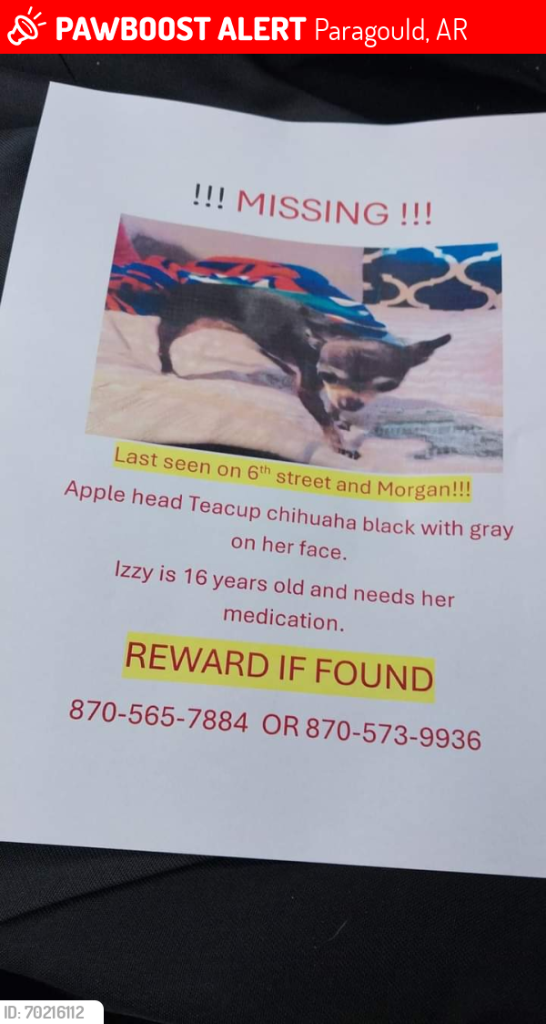 Lost Female Dog last seen On 6th St and Morgan , Paragould, AR 72450