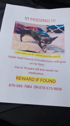 Lost Female Dog last seen On 6th St and Morgan , Paragould, AR 72450