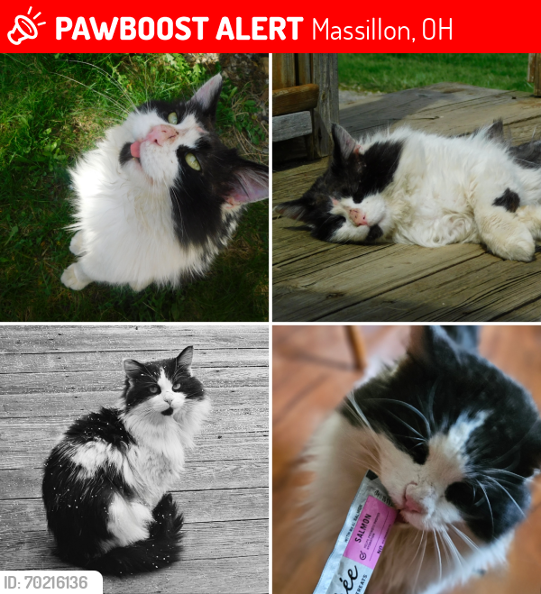 Lost Male Cat last seen Moffitt Rd and Viceroy Dr, Massillon, OH 44647