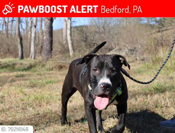 Lost Male Dog last seen Route 30 bedford Pennsylvania, Bedford, PA 15522