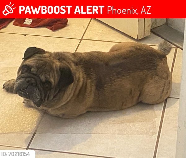 Lost Male Dog last seen 35th northern headed south on cctv, Phoenix, AZ 85051