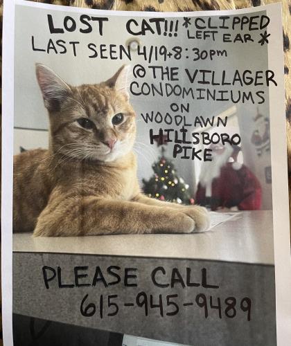 Lost Male Cat last seen The villager cndmniums on Woodlawn and Hillsboro pike, Nashville, TN 37212
