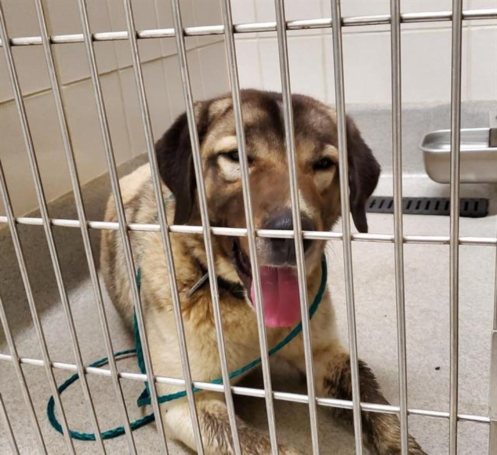 Shelter Stray Female Dog last seen NORTH KAILAGA  SPRINGS, Auburn, CA 95603