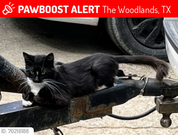 Lost Male Cat last seen We live just behind Sawmill Park and he escaped, The Woodlands, TX 77380
