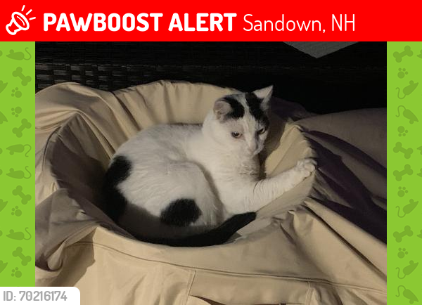 Lost Female Cat last seen corner of Meghan and Penacook in Sandown, NH  (Hillside ests neighborhood), Sandown, NH 03873