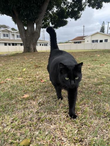 Lost Male Cat last seen Pearl City Peninsula, Pearl City, HI 96782