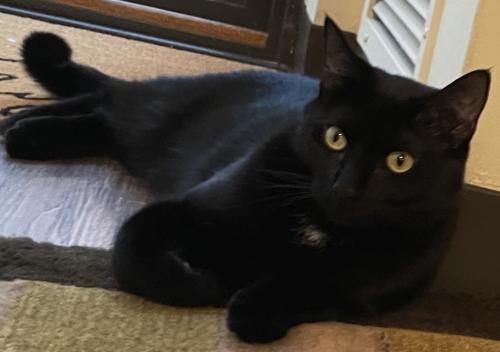 Lost Male Cat last seen Rolfe and Clairemont mesa, San Diego, CA 92117