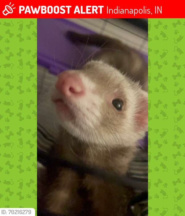 Lost Male Ferret last seen Shelby and Hanna, Indianapolis, IN 46227