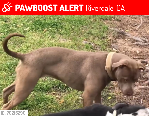 Lost Female Dog last seen Sr-85 Riverdale Ga, Riverdale, GA 30274