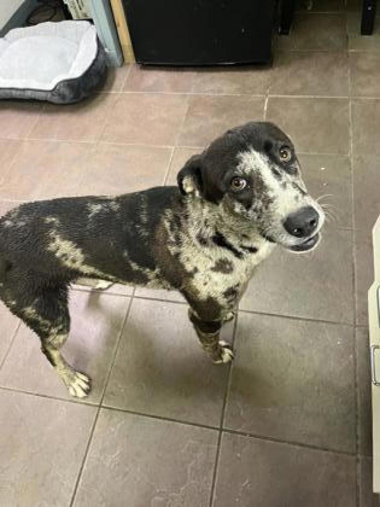Shelter Stray Female Dog last seen Fort Worth, TX 76102, Cleburne, TX 76031