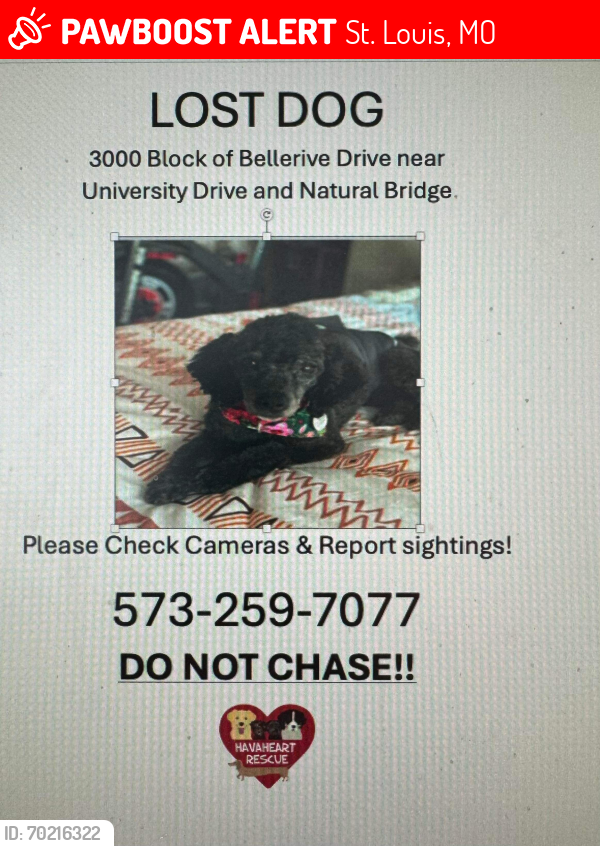 Lost Male Dog last seen Bellerive Drive, St. Louis, MO 63121