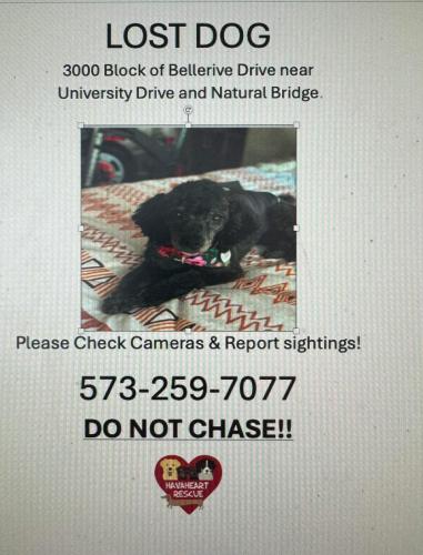 Lost Male Dog last seen Bellerive Drive, St. Louis, MO 63121