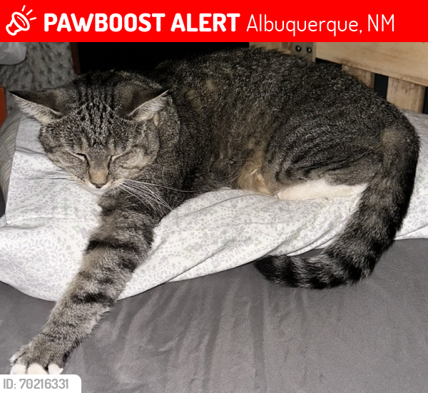 Lost Female Cat last seen Woodward and William st se, Albuquerque, NM 87102