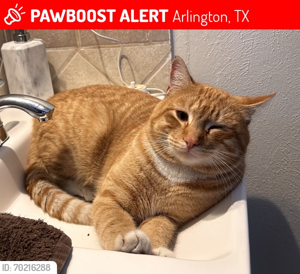 Lost Male Cat last seen Fielder & Pecan Park Dr 76012, Arlington, TX 76012