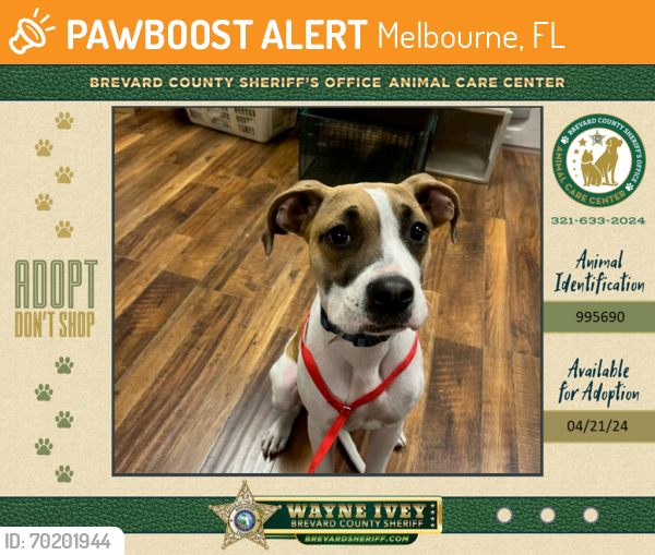 Shelter Stray Male Dog last seen Between US 1 and Michigan Ave, COCOA, FL, 32926, Melbourne, FL 32934