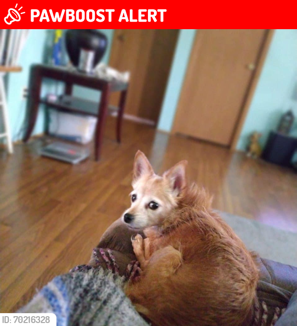 Lost Female Dog last seen Hwy 66 East and Hills Road , Anderson Township, IN 47630