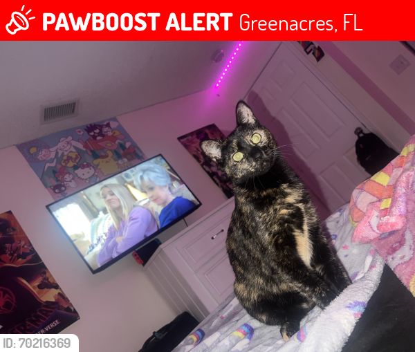 Lost Female Cat last seen Jog and Forest Hill, Greenacres, FL 33413