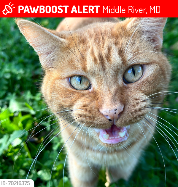 Lost Male Cat last seen Chandelle Road, Middle River, MD 21220