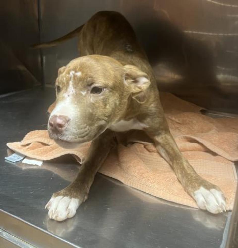 Shelter Stray Female Dog last seen Near BLOCK OUTER DRIVE, DETROIT, MI 48223, Detroit, MI 48211
