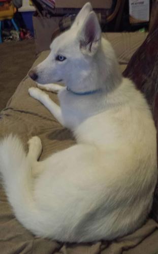 Lost Female Dog last seen Grandview Pines, off Deatsville Hwy, close to Hwy 14, Millbrook, AL 36054