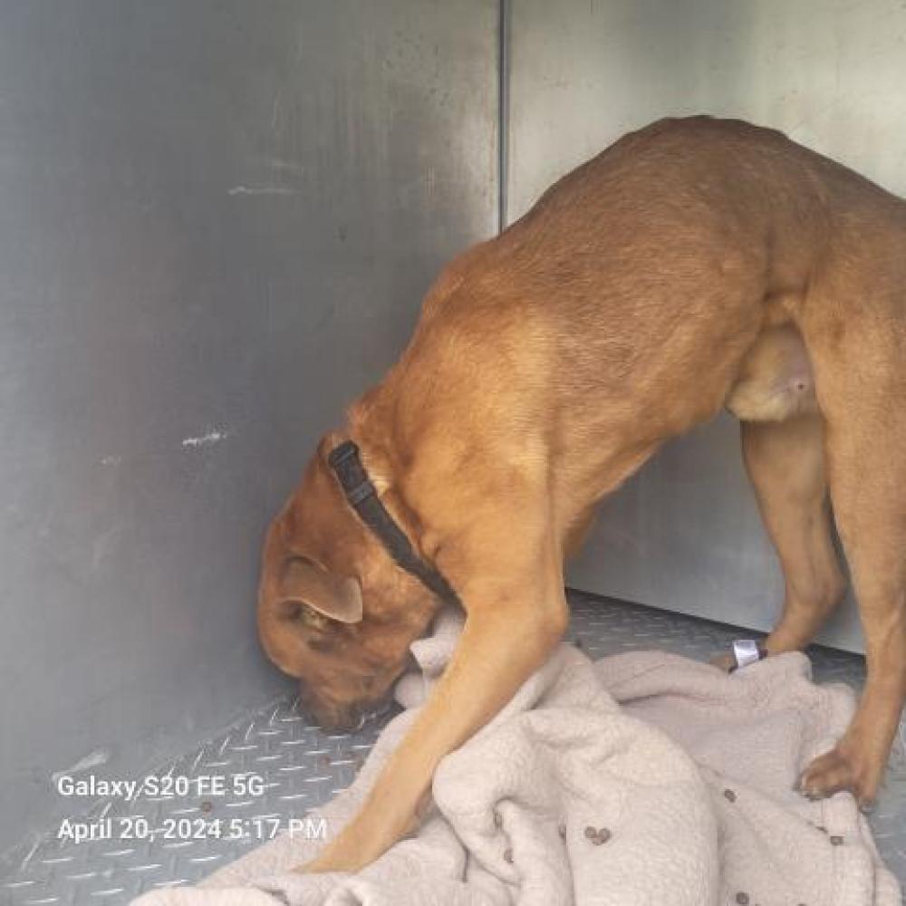 Shelter Stray Male Dog last seen Near BLOCK TEPPERT ST, DETROIT, MI 48234, Detroit, MI 48211