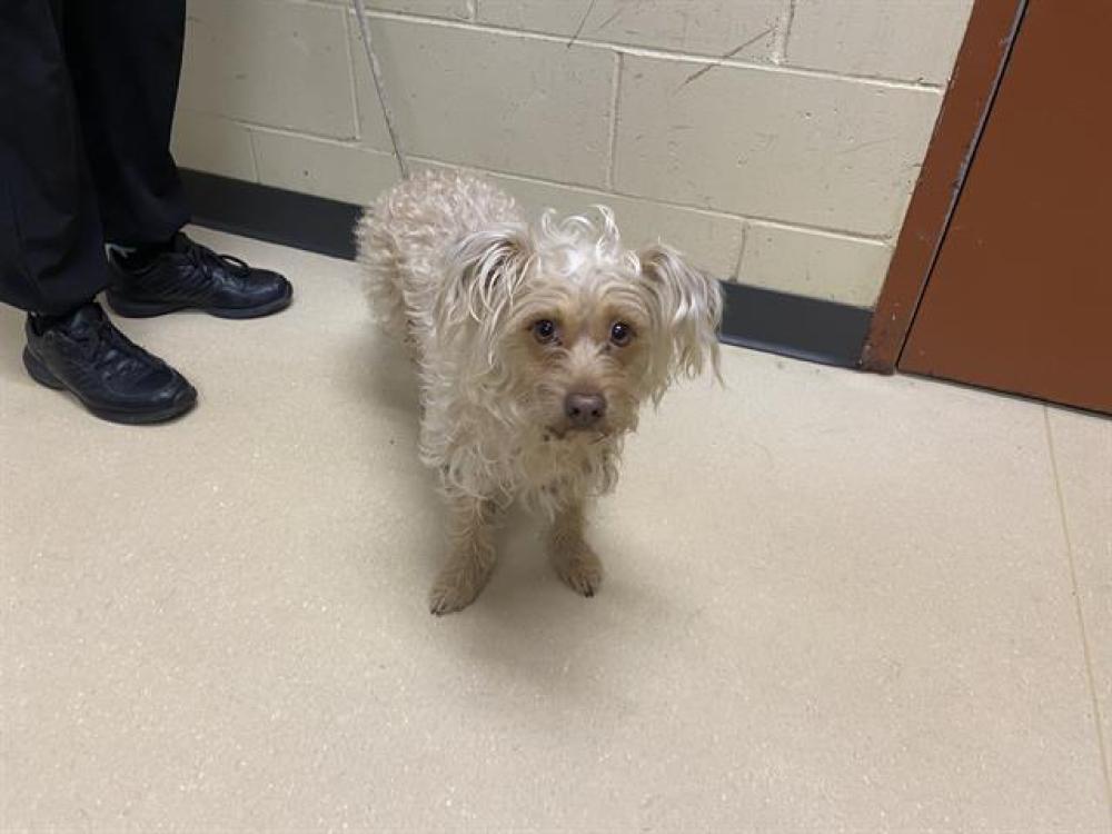 Shelter Stray Male Dog last seen Near BLOCK S 29TH ST, West Milwaukee, WI 53215