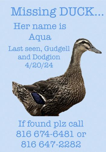 Lost Female Other last seen Dodgion and golden Cir independence mo , Independence, MO 64055
