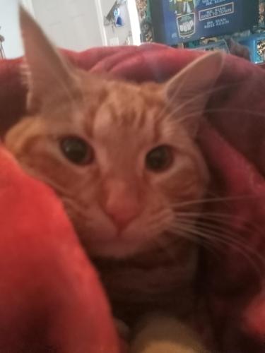 Lost Male Cat last seen Exposition and May, Wichita, KS 67203