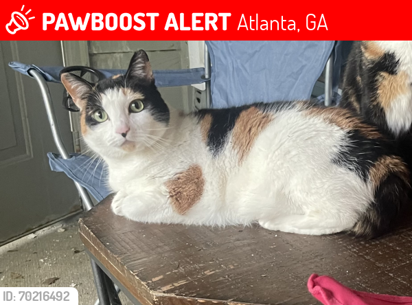 Lost Female Cat last seen Briarcliff Rd NE , Atlanta, GA 30329