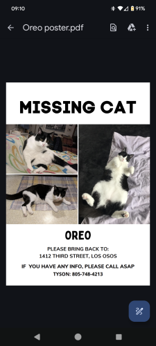 Lost Female Cat last seen Morro and Third, San Luis Obispo, CA 93402