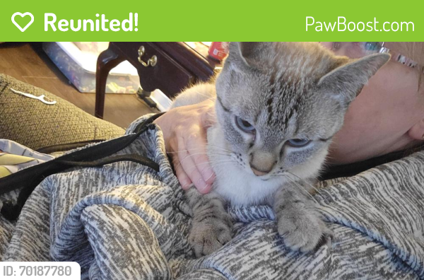 Reunited Female Cat last seen Clover leaf apmts 907 south kiel ave, Indianapolis, IN 46241