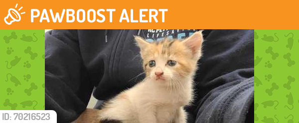 Shelter Stray Female Cat last seen W 26th St and Belleview Ave KCMO 64108, 64108, MO, Kansas City, MO 64132