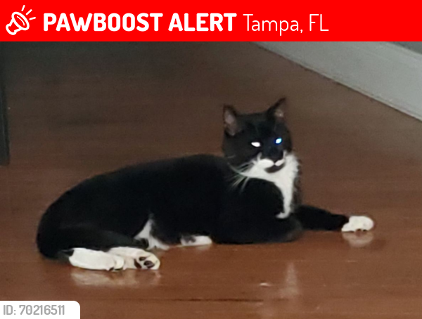 Lost Male Cat last seen N Adams St and S Macdill , Tampa, FL 33611
